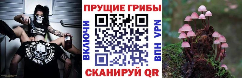 Купить  Аркадак  Псилоцибиновые грибы мицелий 